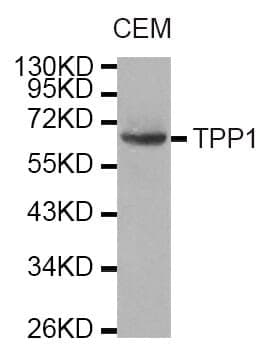 Anti-TPP1 Antibody