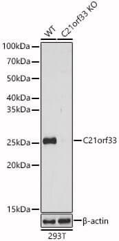 Anti-C21orf33 Antibody