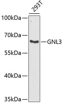 Anti-GNL3 Antibody