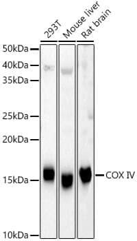 Anti-COX4I1 Antibody