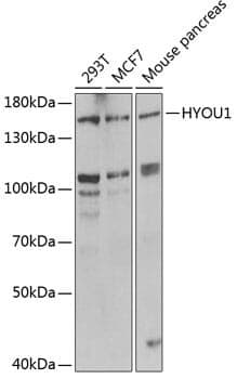 Anti-HYOU1 Antibody
