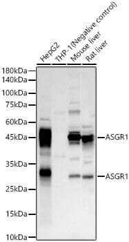 Anti-ASGR1 Antibody
