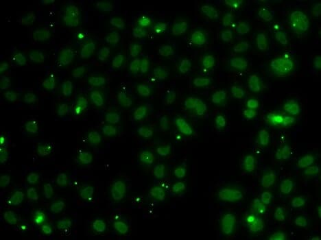 Anti-NSL1 Antibody
