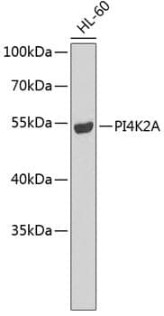 Anti-PI4K2A Antibody