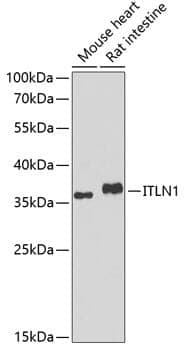 Anti-ITLN1 Antibody