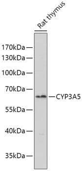 Anti-CYP3A5 Antibody