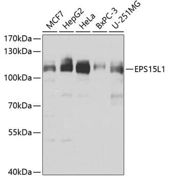 Anti-EPS15L1 Antibody