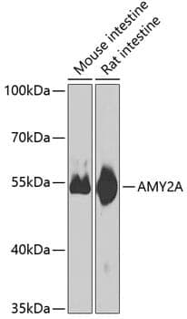 Anti-AMY2A Antibody