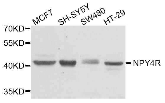 Anti-NPY4R Antibody