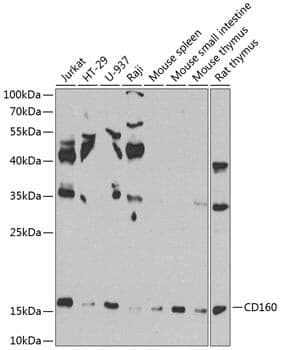 Anti-CD160 Antibody