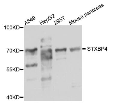 Anti-STXBP4 Antibody