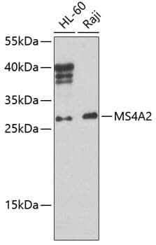 Anti-MS4A2 Antibody