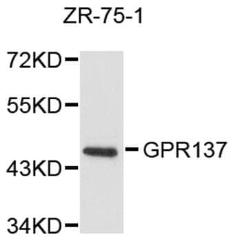 Anti-GPR137 Antibody