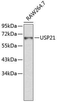 Anti-USP21 Antibody