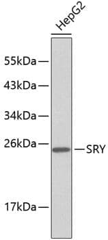 Anti-SRY Antibody