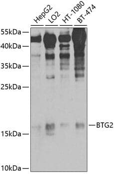 Anti-BTG2 Antibody