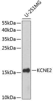 Anti-KCNE2 Antibody