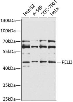 Anti-PELI3 Antibody
