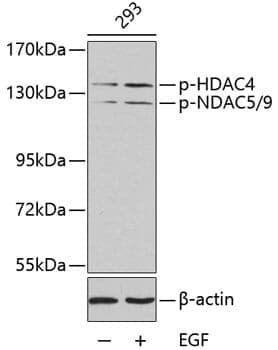 Anti-HDAC4 (phospho S246) + HDAC5 (phospho S259) + HDAC9 (phospho S220) Antibody