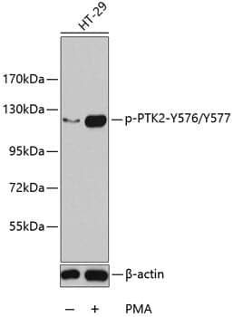 Anti-PTK2 (phospho Y576 + Y577) Antibody