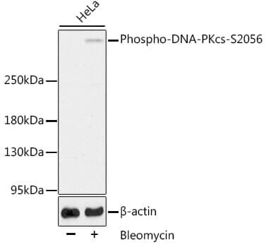 Anti-PRKDC (phospho S2056) Antibody