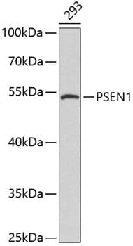 Anti-PSEN1 Antibody