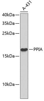 Anti-PPIA Antibody