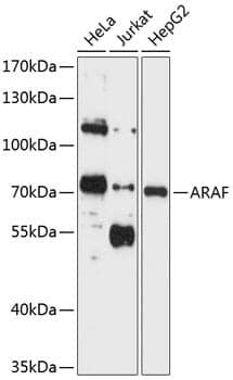 Anti-ARAF Antibody