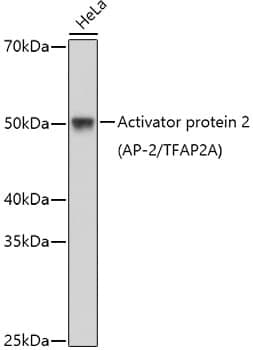 Anti-TFAP2A Antibody
