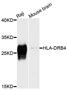 Anti-HLA-DRB4 Antibody