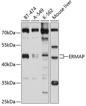 Anti-ERMAP Antibody