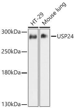 Anti-USP24 Antibody