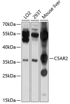 Anti-C5AR2 Antibody