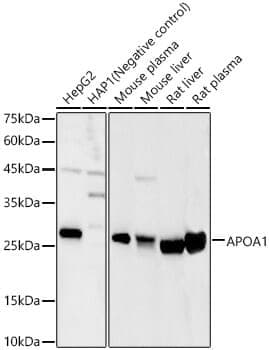Anti-APOA1 Antibody
