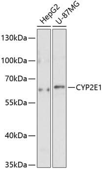Anti-CYP2E1 Antibody