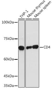 Anti-CD4 Antibody