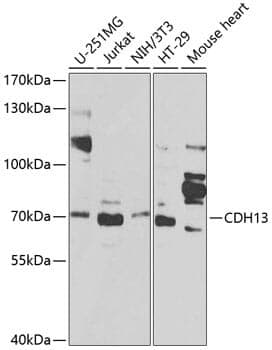 Anti-CDH13 Antibody