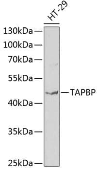Anti-TAPBP Antibody