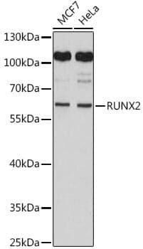 Anti-RUNX2 Antibody