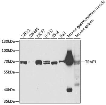 Anti-TRAF3 Antibody