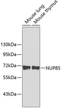 Anti-NUP85 Antibody
