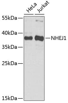 Anti-NHEJ1 Antibody