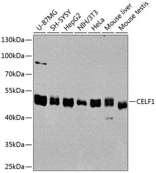 Anti-CELF1 Antibody