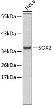 Anti-SOX2 Antibody