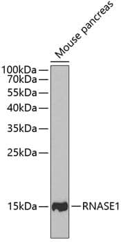Anti-RNASE1 Antibody