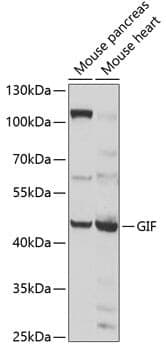Anti-GIF Antibody