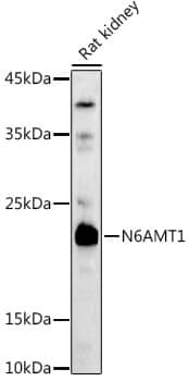 Anti-N6AMT1 Antibody