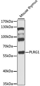 Anti-PLRG1 Antibody