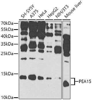 Anti-PEA15 Antibody