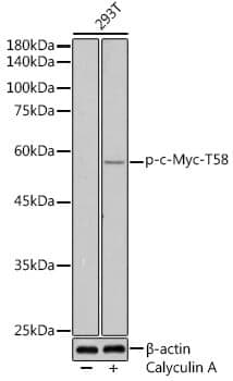 Anti-MYC (phospho T58) Antibody